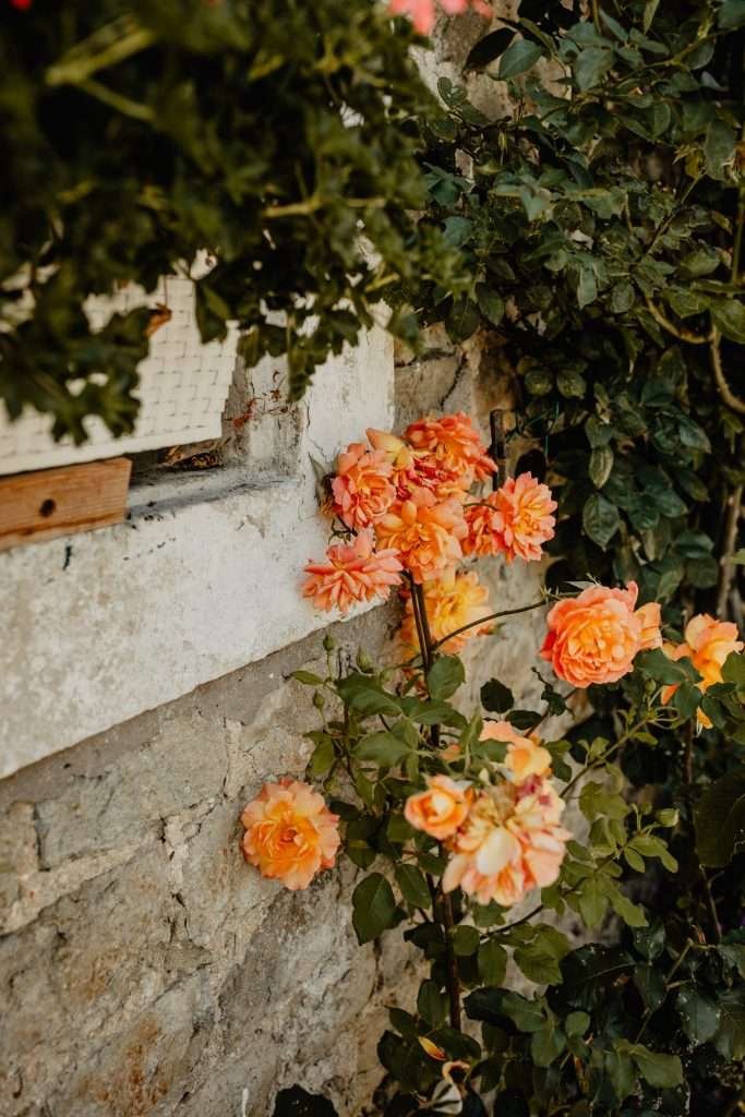fleurs 