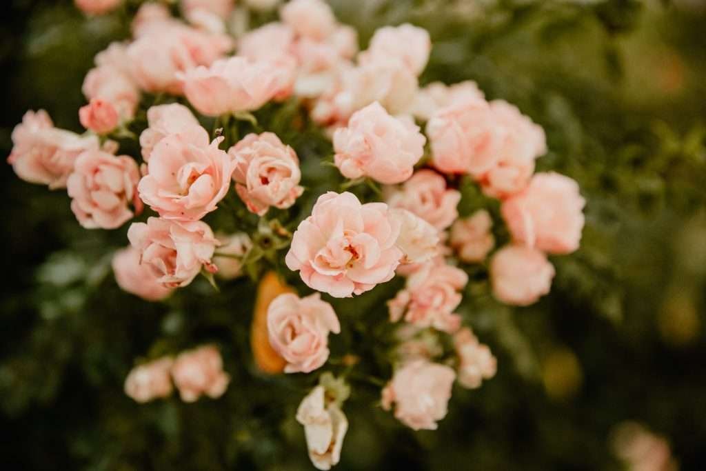 fleursMariage à la Maloterie - photos pendant le vin d'honneur